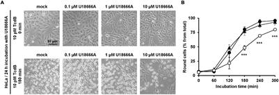 The Compound U18666A Inhibits the Intoxication of Cells by Clostridioides difficile Toxins TcdA and TcdB